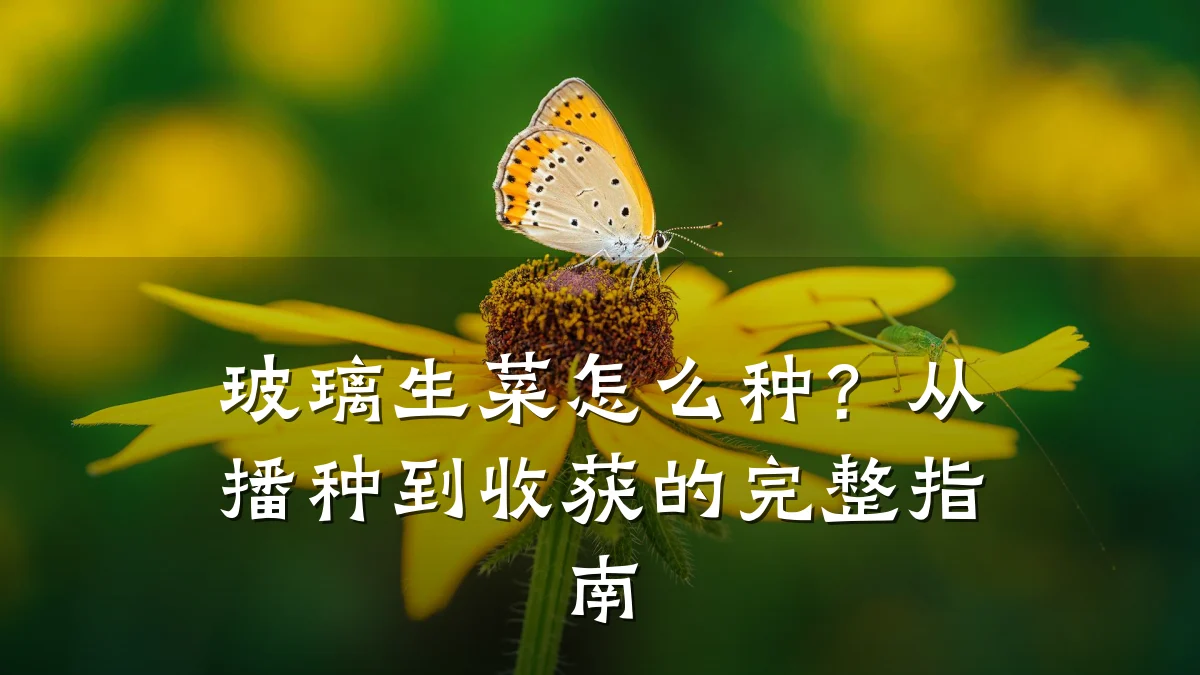 玻璃生菜怎么种?从播种到收获的完整指南