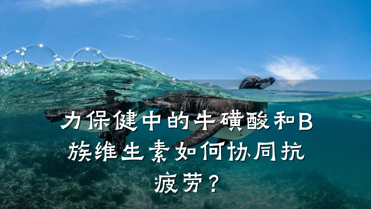 力保健中的牛磺酸和B族维生素如何协同抗疲劳？