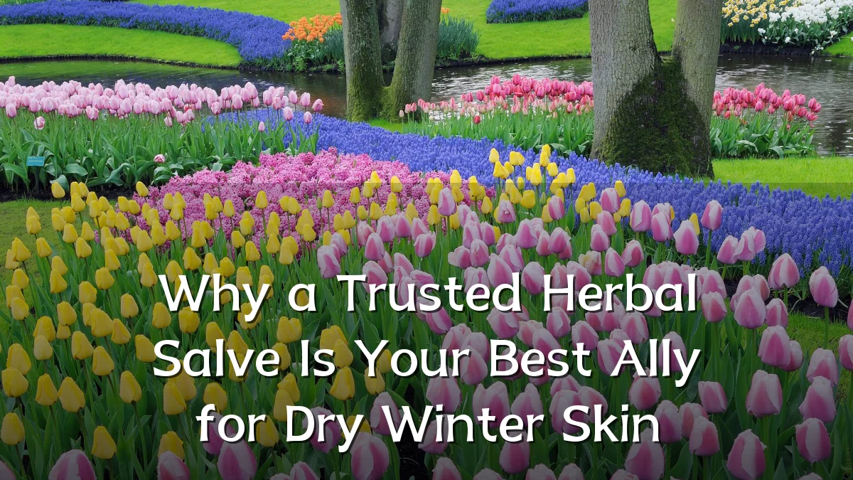 Why a Trusted Herbal Salve Is Your Best Ally for Dry Winter Skin